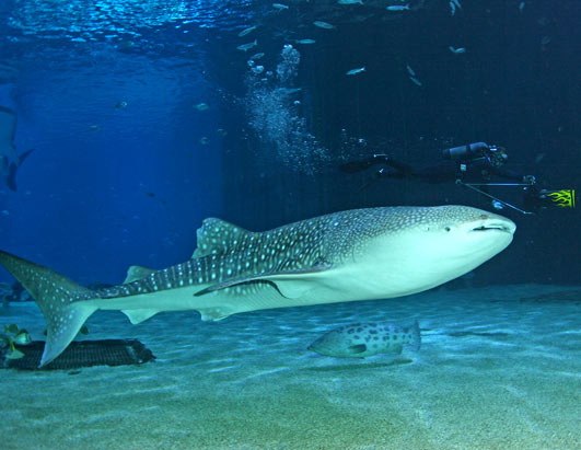 Whale Sharks