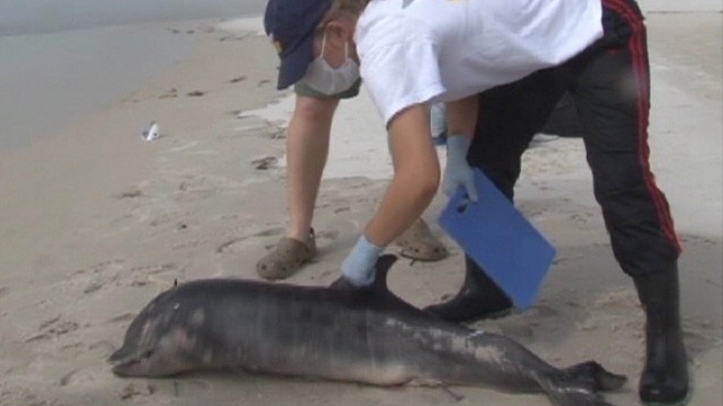 VIDEO: Research team tries to determine the young dolphins cause of death.