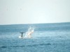 VIDEO: Scientists film dolphins using their tails to toss jellyfish.