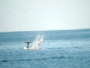 Bottlenose Dolphins Caught Playing Ball