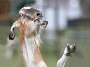 Waving Goat a Web Star