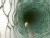 VIDEO: NASA scientists find a shrimp-like creature living far below an Antarctica ice sheet.