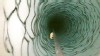 VIDEO: NASA scientists find a shrimp-like creature living far below an Antarctica ice sheet.