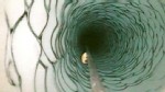 VIDEO: NASA scientists find a shrimp-like creature living far below an Antarctica ice sheet.
