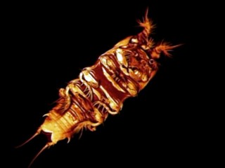 Thousands Of Discoveries Under The Sea