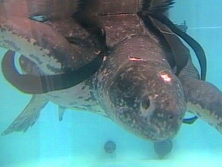 Rescued 655-Pound Sea Turtle Released