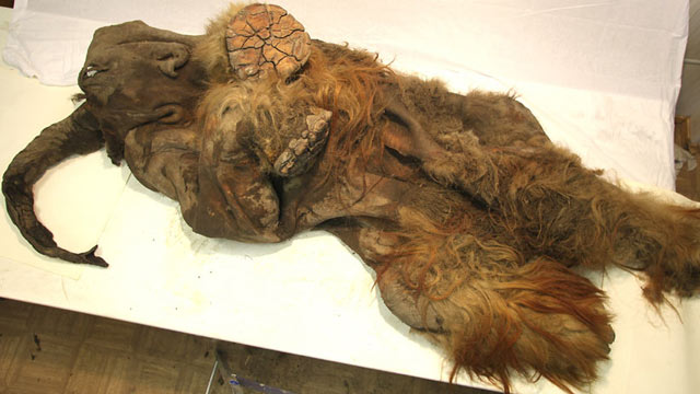 PHOTO: Well-preserved carcass of a Siberian mammoth, more than 10,000 years old, found with fur and bones, and evidence that human hunters may have cut it open.