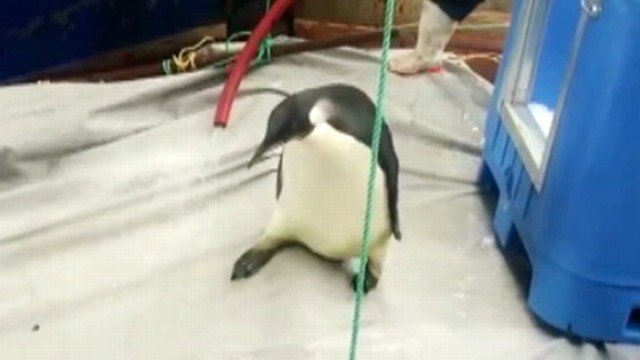 VIDEO: Signal from the wayward penguins tracking device has gone silent.