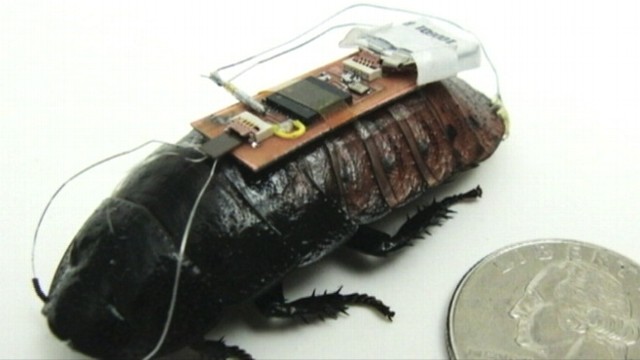 VIDEO: North Carolina State University researchers say cockroaches could be used to find disaster victims.