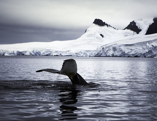 Photo: Whales in Antarctica.