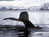 Photo: Whales in Antarctica.