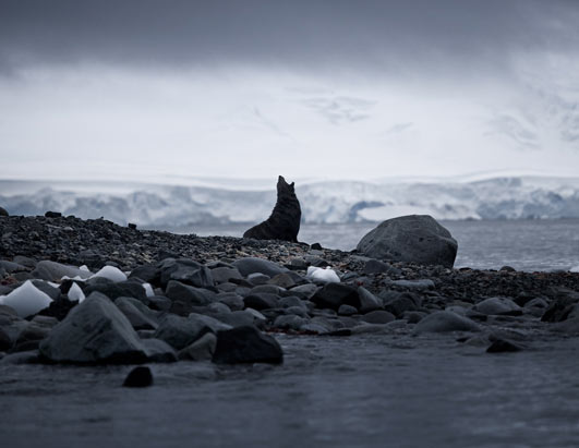 Photo: A seal in endangered Antarctica.