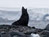 Photo: A seal in endangered Antarctica.