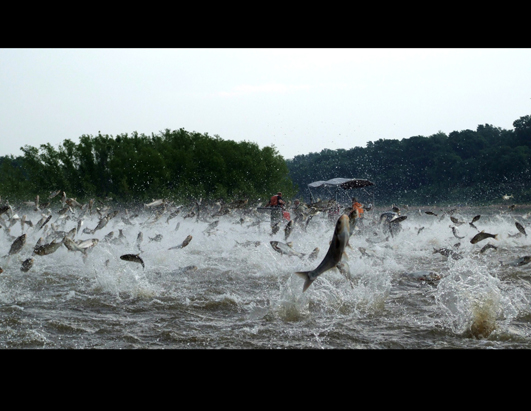 Invasive Species