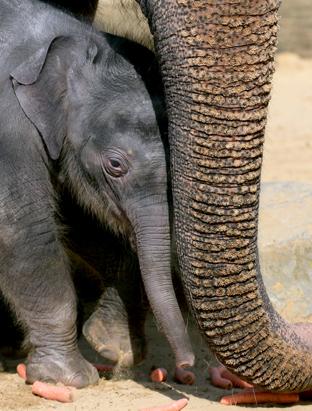 Baby Elephant Hides Behind Mom