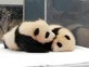 Baby Animals 