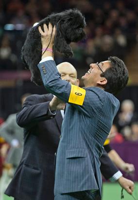 2013 Westminster Dog Show: Who Will the Winner Be?