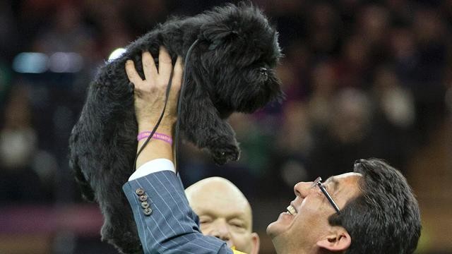 2013 Westminster Dog Show: Who Will the Winner Be?