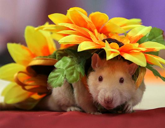 Rodent Exhibition in Minsk, Belarus