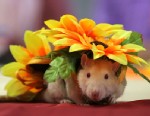 PHOTO: Two-year old male rat named Dyatlik wears a costume during a rodent exhibition in Minsk, Belarus, Saturday, June 15, 2013.