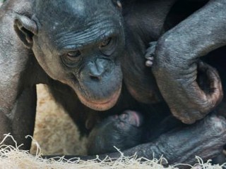 Photos: Baby Bonobo Makes Debut