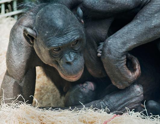 Twin Panthers Make Zoo Debut