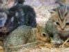Orphaned Squirrel Adopted by Cat Family