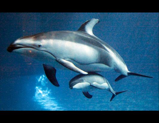 Aquarium Welcomes Baby Dolphin