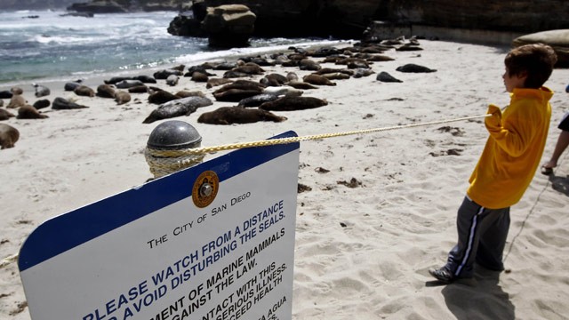 PHOTO: Visitors watch, behind a rope barrier, harbor seals laying on the sand along La Jolla beach known as Childrens Pool in San Diego, May 29, 2011.