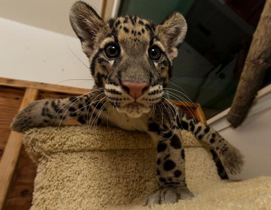 Baby Clouded Leopards Debut at San Diego Zoo