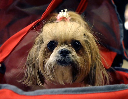 2013 Westminster Dog Show