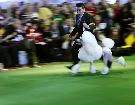2013 Westminster Dog Show