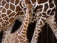 Baby Animals 