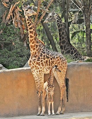 L.A. Zoo Welcomes Baby Sophie