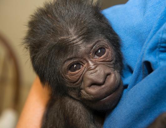 Baby Gorilla Joins Large Primates