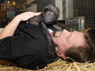 Zoo Workers Mother Abandoned Baby Gorilla