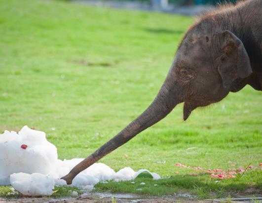Baby Elephant at Houston Zoo