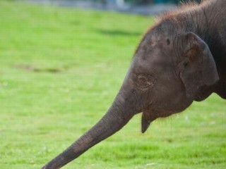 Photos: Baby Elephant Chills Out
