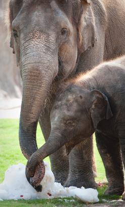 Baby Elephant at Houston Zoo