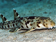 Indonesia species