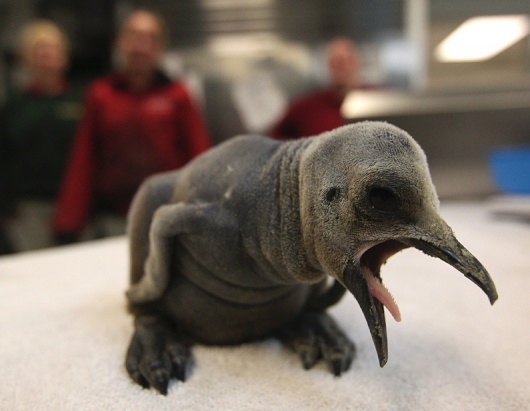 King Penguin Chick