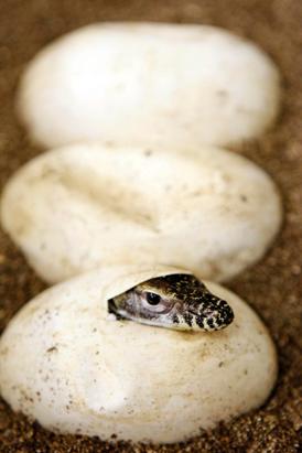 Baby Komodo Dragon Emerges