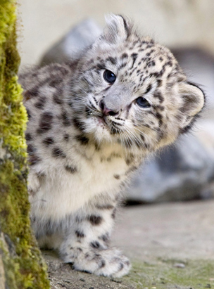 Indeever, a young snow leopard cub, is seen in Zurich Zoo after his first 