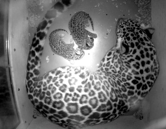 2 Endangered Amur Leopards Born at Minnesota Zoo