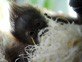 Baby Animals 