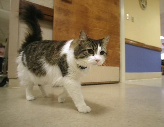 Cat Crazy: Fat Cat Goes On Crash Diet