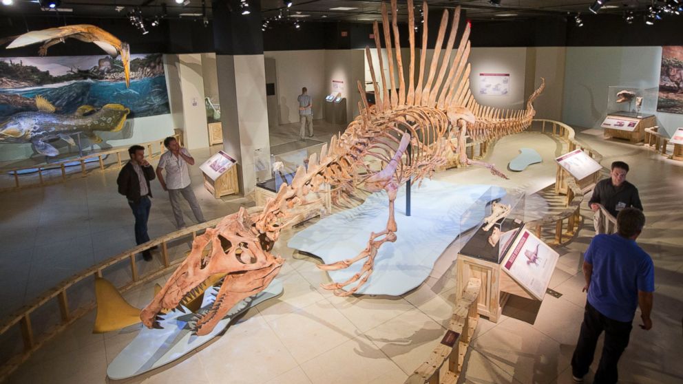 PHOTO: A 50-foot life-size skeleton model of a Spinosaurus dinosaur at the National Geographic Society in Washington, Sept. 10, 2014.