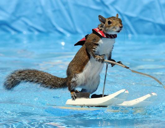 ap_waterskiing_squirrel_kb_ss_130804_ssh.jpg