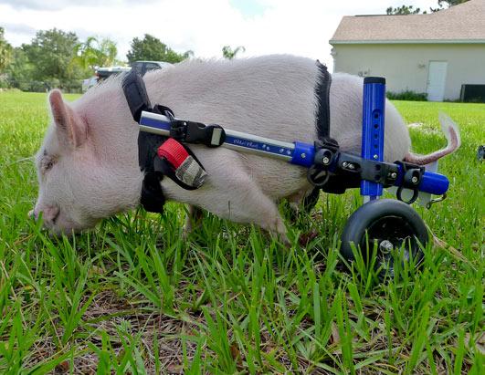 A Pig With A Special Harness