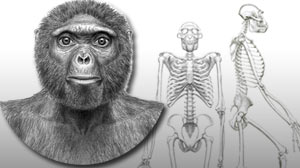 Photo: Before â??Lucy,â?? There Was â??Ardi:â?? First Major Analysis of One of Earliest Known Hominids